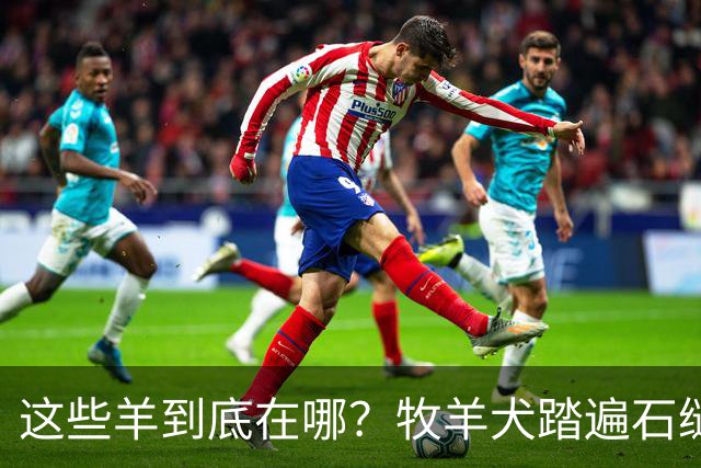 这些羊到底在哪？牧羊犬踏遍石缝只为把你找出来啊！